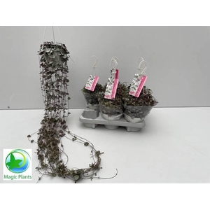 CEROP WO SILVE GLORY