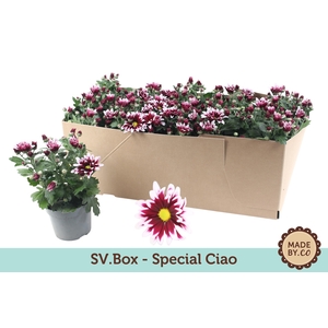 Chrysant Special Ciao in SV.Box