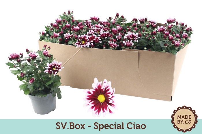 <h4>Chrysant Special Ciao in SV.Box</h4>