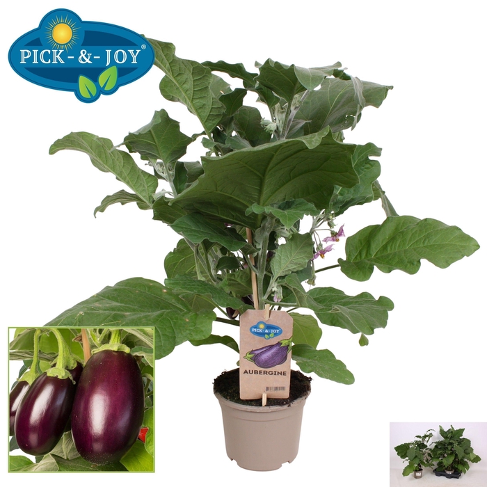 <h4>AUBERGINE PLANTEN</h4>
