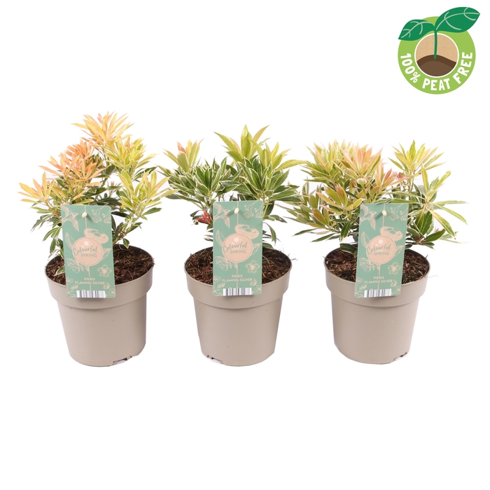 <h4>Pieris Jap Flaming Silver</h4>