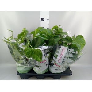 Epipremnum   ...