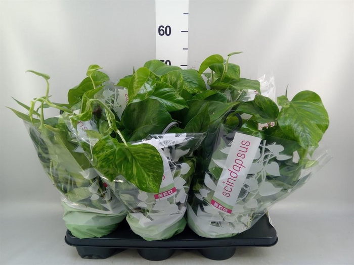 <h4>Epipremnum ...</h4>