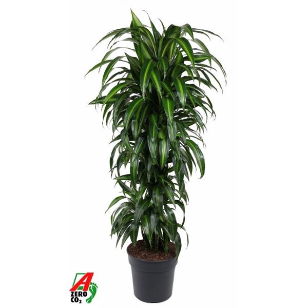 <h4>Dracaena fragrans 'Hawaiian Sunshine' (toef)</h4>