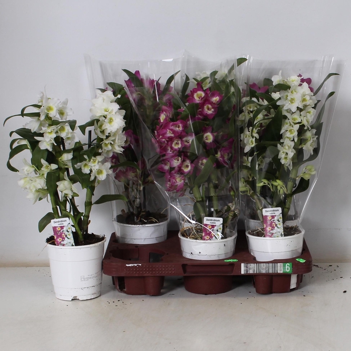 <h4>DEND NOBILE</h4>