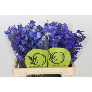 Delphinium Oriental Blue