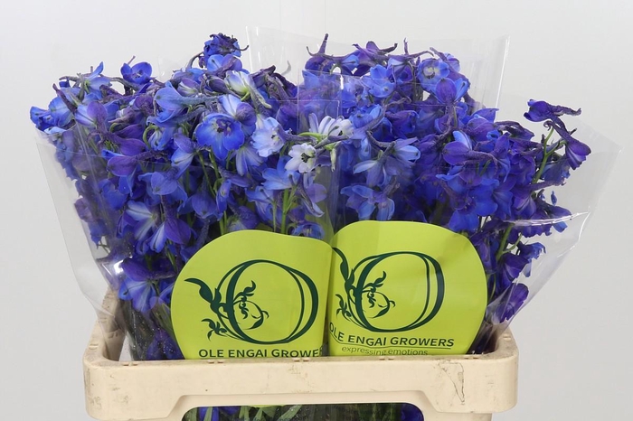 <h4>Delphinium Oriental Blue</h4>