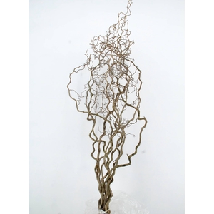CORYLUS AV CONTORTA 2 JARIG