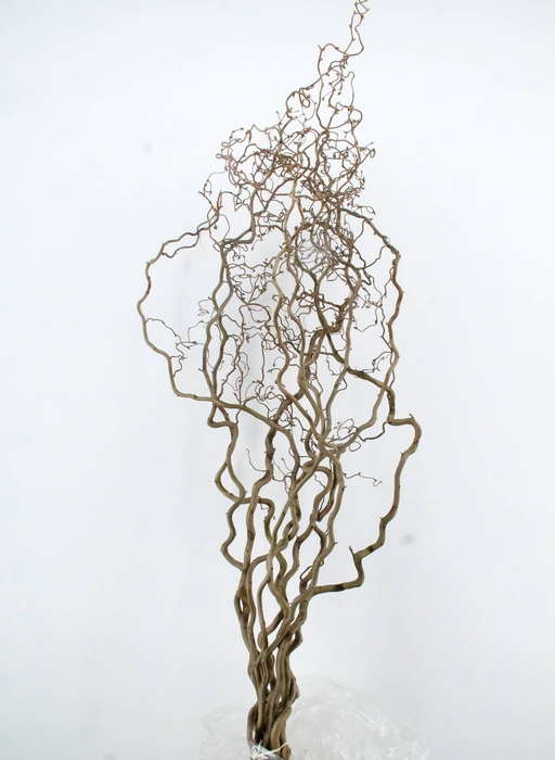 <h4>CORYLUS AV CONTORTA 2 JARIG</h4>