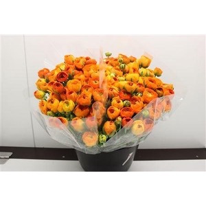 RANUNCULUS  'ELEGANCE ORANGE' RANON