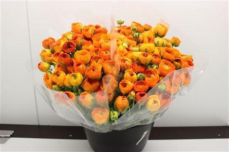 <h4>RANUNCULUS  'ELEGANCE ORANGE' RANON</h4>