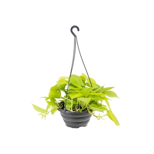 PHILODENDRON AMARELO C21 PENDENTE
