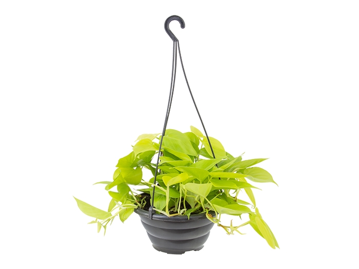 <h4>PHILODENDRON AMARELO C21 PENDENTE</h4>