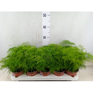 Asparagus setaceus