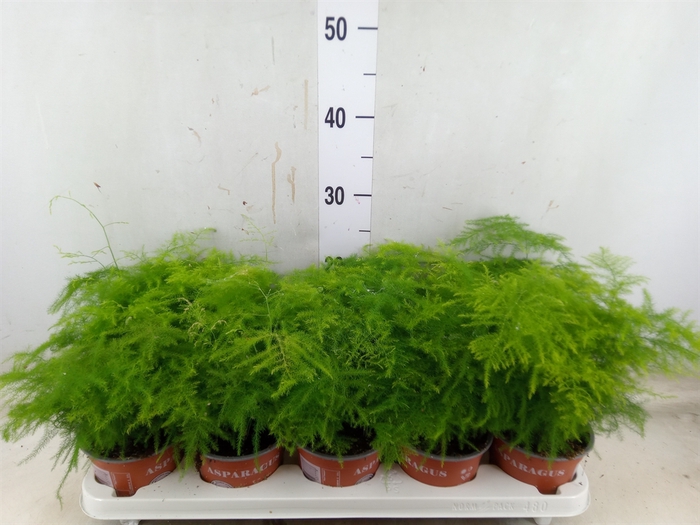 <h4>Asparagus setaceus</h4>