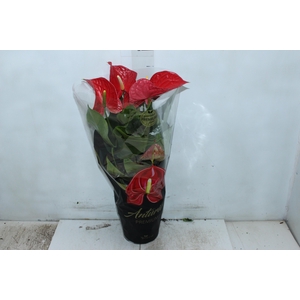 ANTHURIUM MICHIGAN P17 PREMIUM