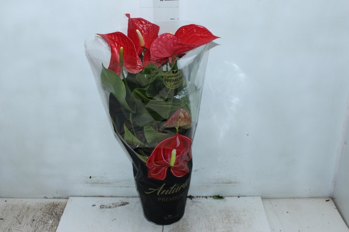 <h4>ANTHURIUM MICHIGAN P17 PREMIUM</h4>