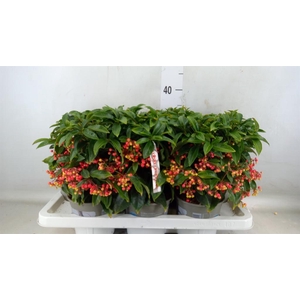 Ardisia crenata