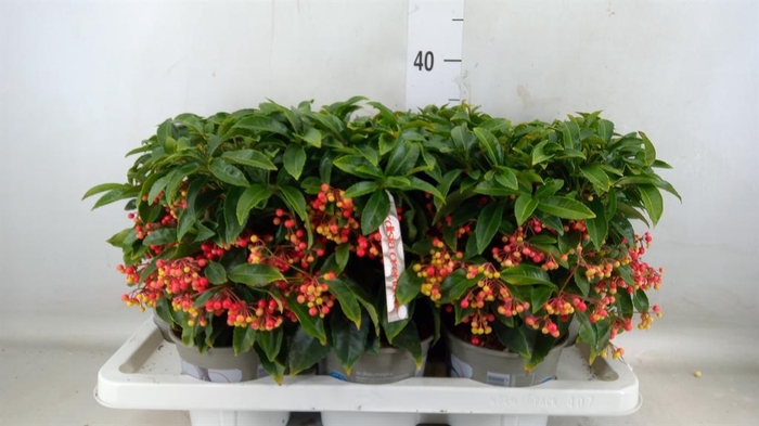 <h4>Ardisia crenata</h4>