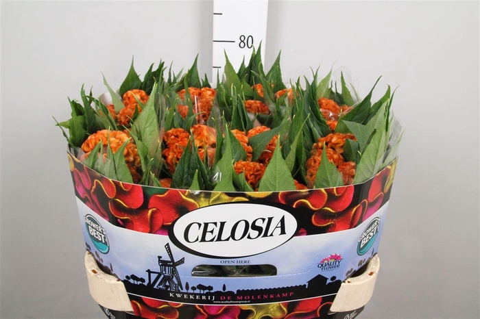 <h4>Cel C Act Zara</h4>