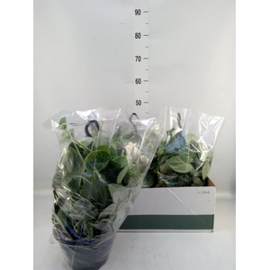 Scindapsus pictus 'Silvery Ann'