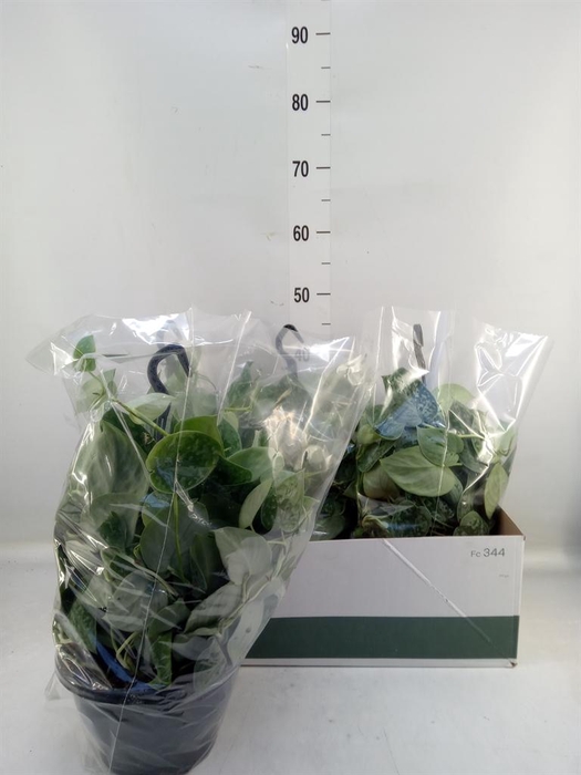 <h4>Scindapsus pictus 'Silvery Ann'</h4>