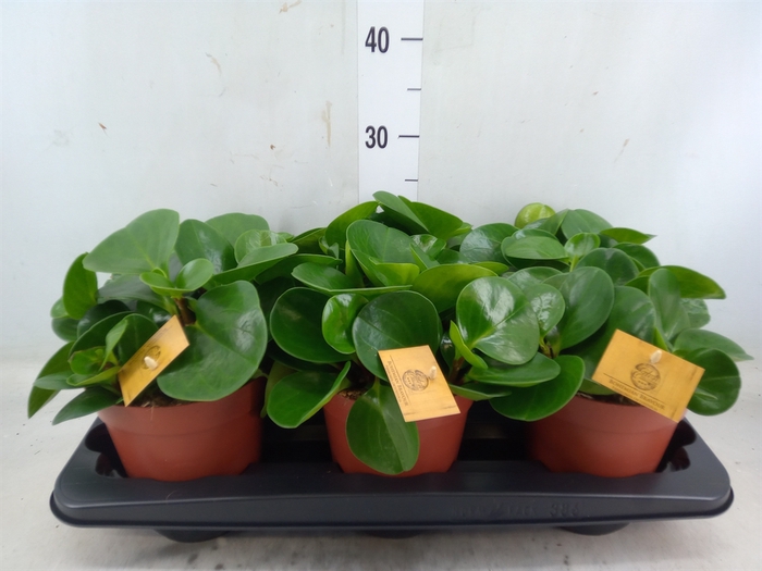 <h4>Peperomia obt. 'Green Gold'</h4>