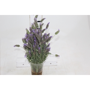 LAVANDULA CORTE