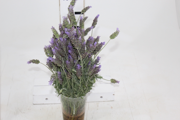 <h4>LAVANDULA CORTE</h4>