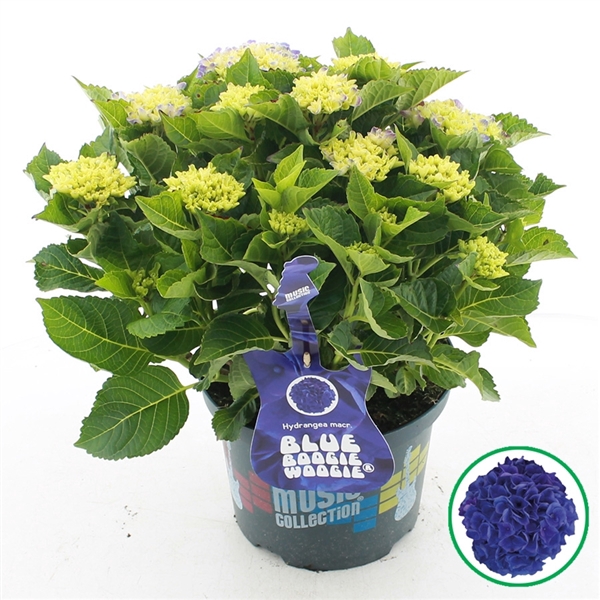 <h4>Hydrangea macr. Music Collection® 'Blue Boogiewoogie'® C5 (23cm.) Kn.</h4>
