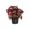 BEGONIA REX TIE DYE P15