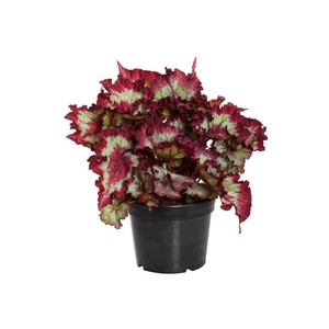 BEGONIA REX TIE DYE P15