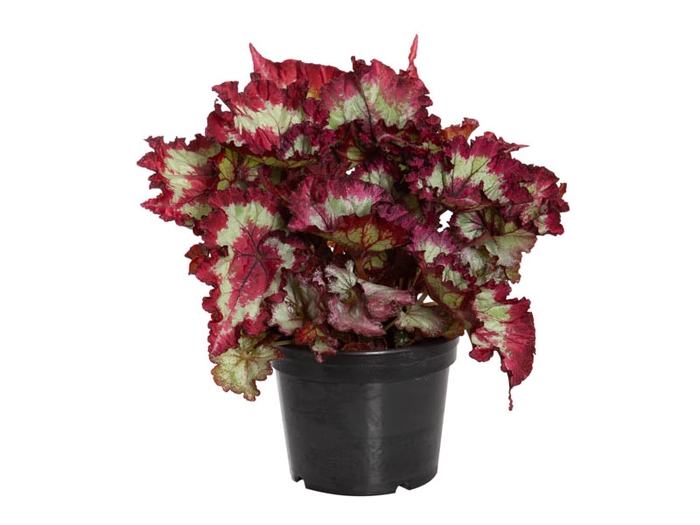 <h4>BEGONIA REX TIE DYE P15</h4>