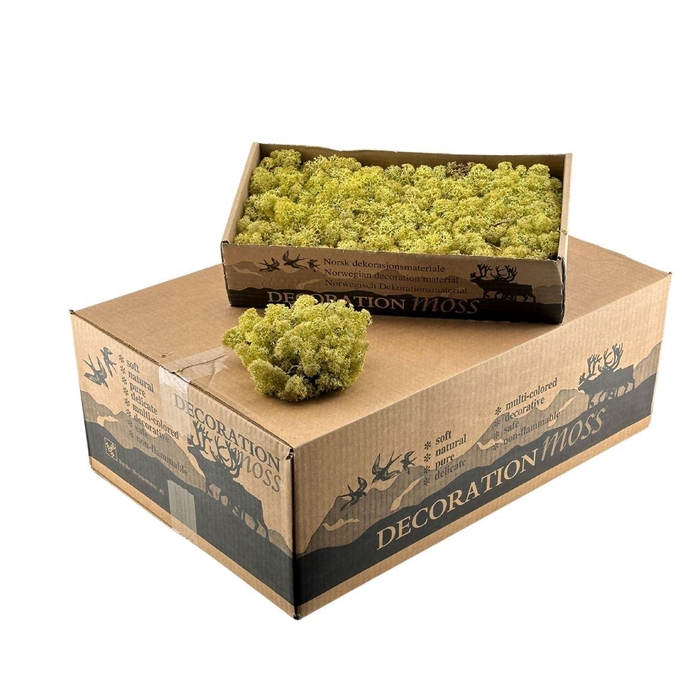 <h4>Ijslandsmos Oud Groen</h4>