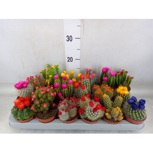 Cactus   ...decorated