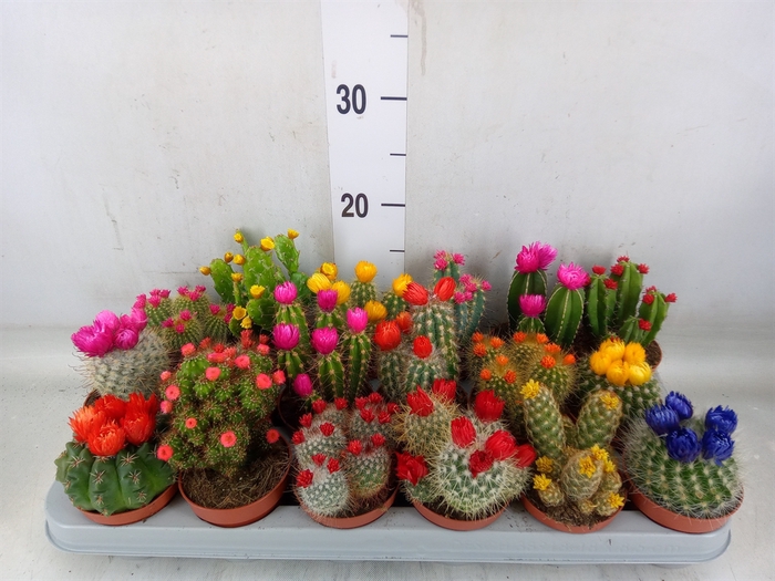 <h4>Cactus   ...decorated</h4>