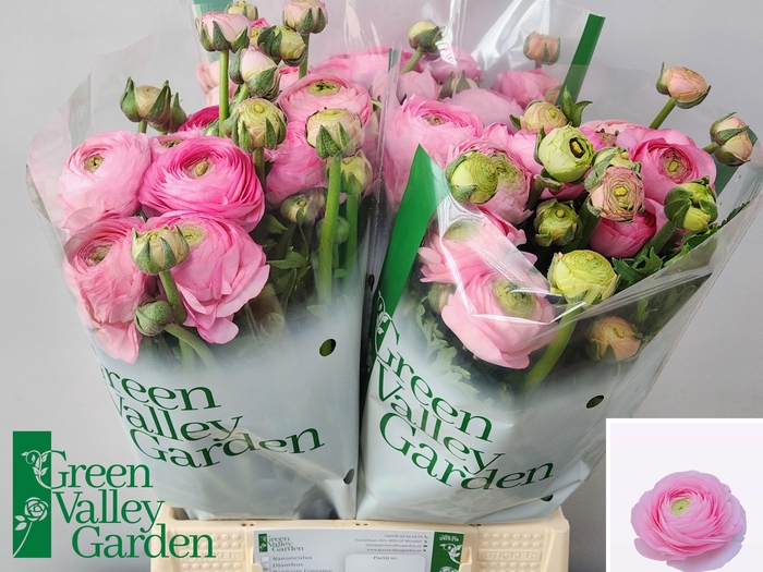 <h4>Ran Aazur Li Pink</h4>