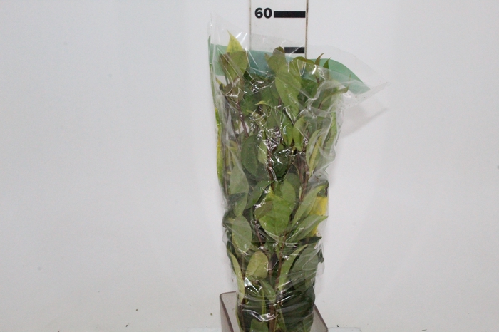 FOLHAGEM CAMELIA VARIEGATA
