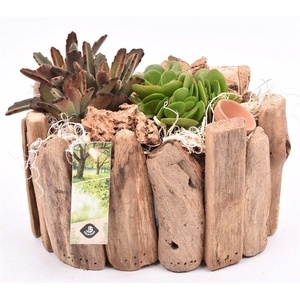 Druivenhout ovaal 21x14.5cm