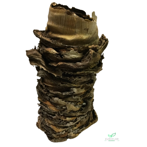 ALOE VASE 20cm-d10 1pc