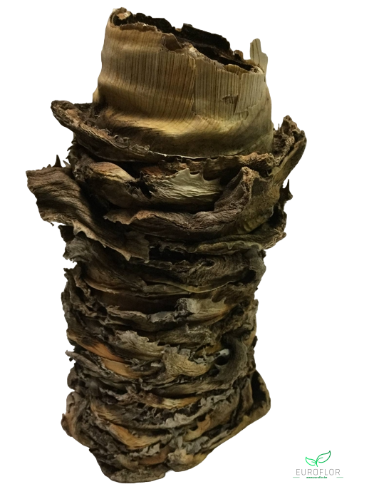 ALOE VASE 20cm-d10 1pc