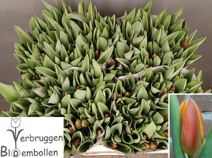 <h4>TU EN CARPE DIEM</h4>