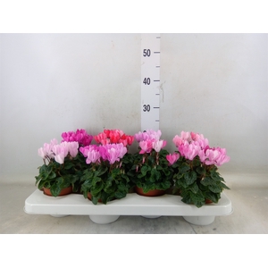 Cyclamen KL 'Crayon'