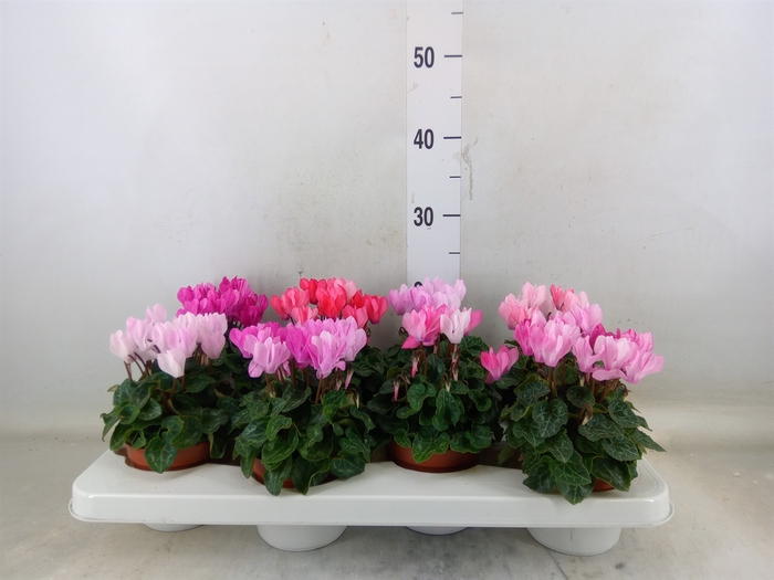 <h4>Cyclamen KL 'Crayon'</h4>