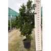 Citrus reticulata 'Clementine'
