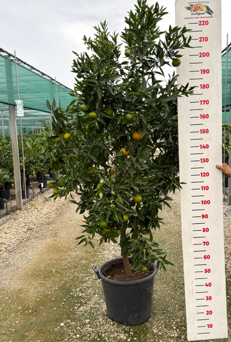 Citrus reticulata 'Clementine'