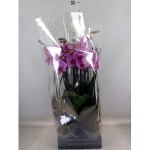 Phalaenopsis  'Ant Orlando'