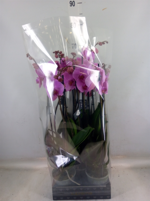 <h4>Phalaenopsis  'Ant Orlando'</h4>