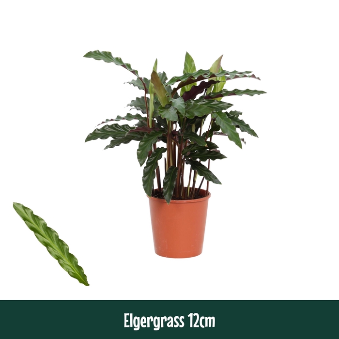 <h4>Calathea 12cm Elgergrass - Living</h4>