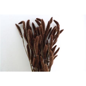Dried Setaria X5 Brown Bunch